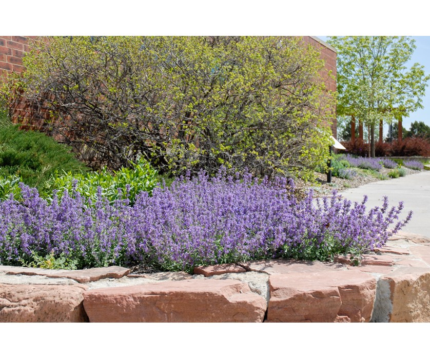 Little Trudy Catmint